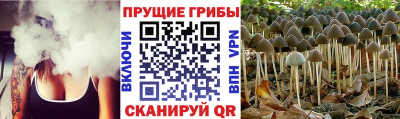 наркотики Билибино мега как войти Галлюциногенные грибы Cubensis